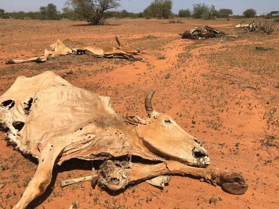 Zwei tote Kühe liegen auf dem Feld in der Dürre.