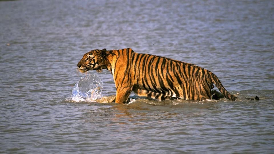 Ein Bengal-Tiger in einer Aufnahme von 2014 im Sunderban Delta, rund 130 Kilometer südlich von Kalkutta. 