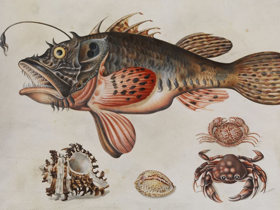 Tiefseefisch, Krabben und Meeressschnecken von Maria Sibylla Merian in Aquarell/Gouache auf Karton.