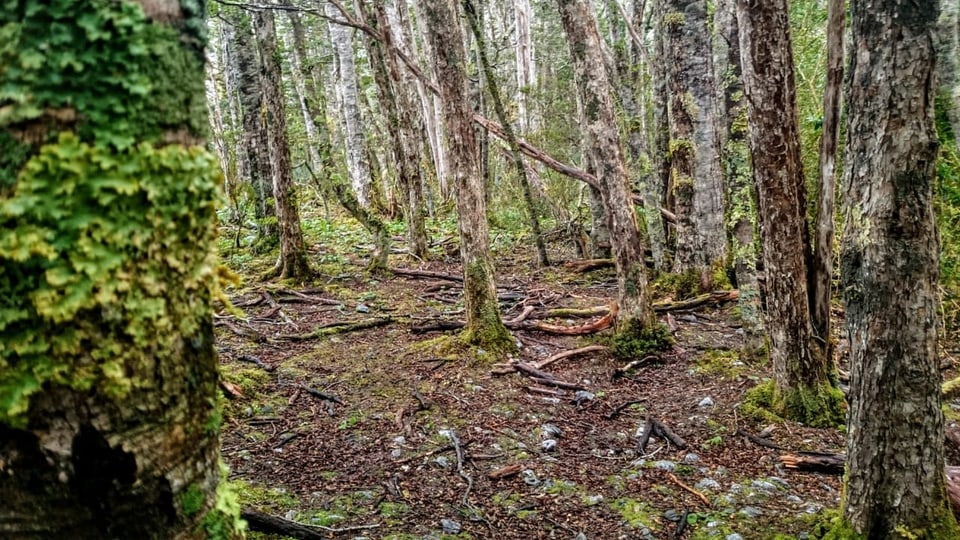 Ein Wald mit Moos am Boden