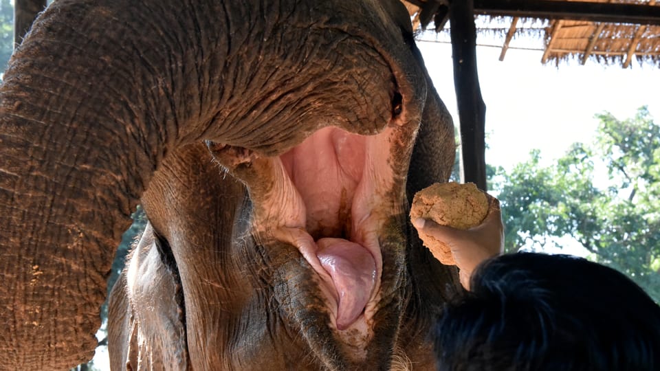 Ein Mann füttert einen Elefanten.