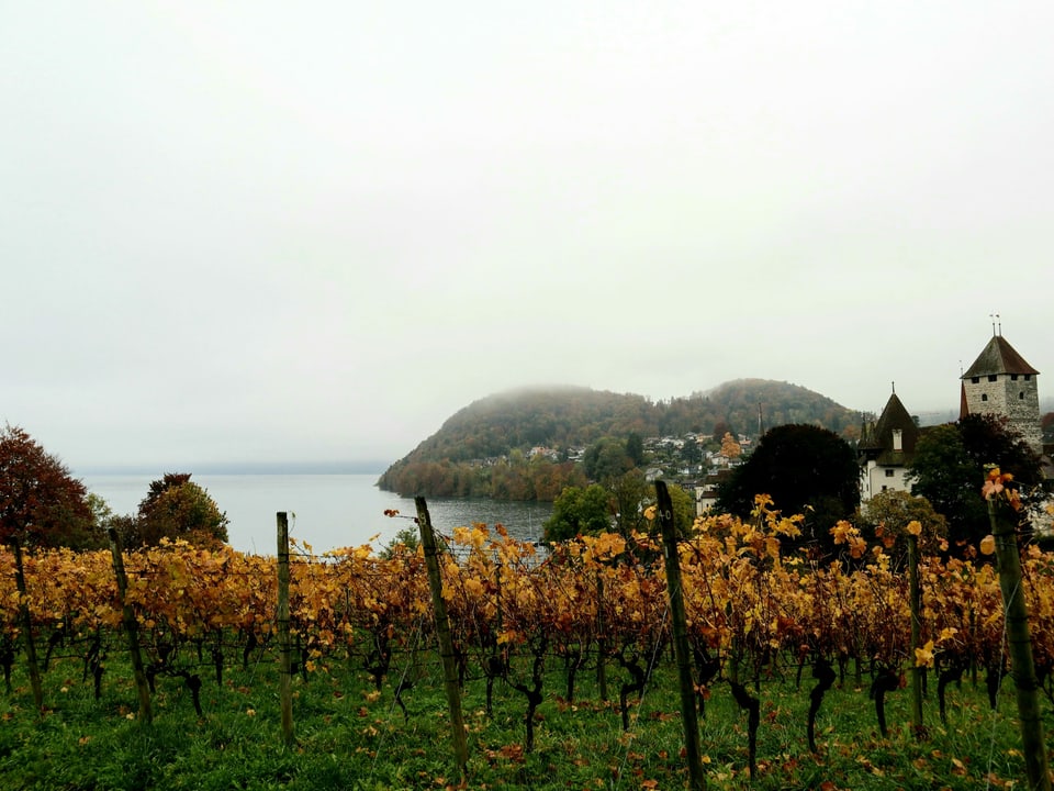Ein Rebberg am Ufer des Thunersee, die Blätter sind braun verfärbt, es herrscht trübes Nebelwetter.
