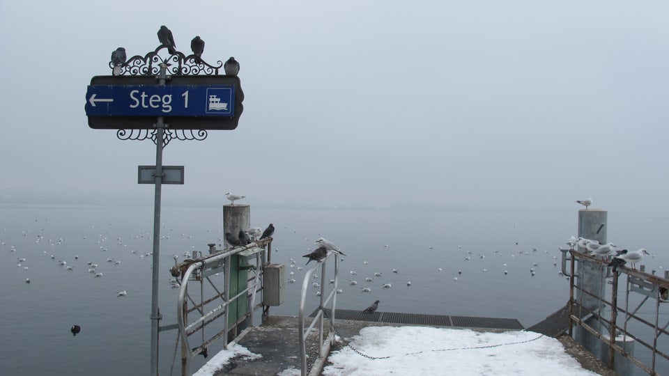 Tauben sitzen auf einem Schild, darauf steht "Steg 1", Möwen plantschen dahinter im Wasser.
