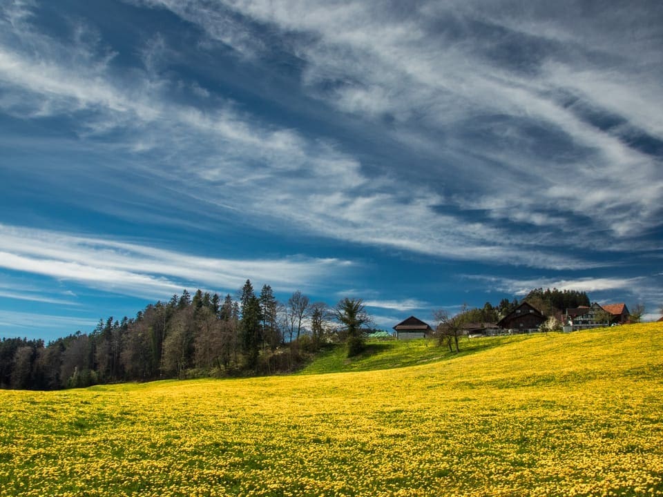Blühende gelbe Felder unter blauem Himmel mit Streifenwolken und Wald im Hintergrund