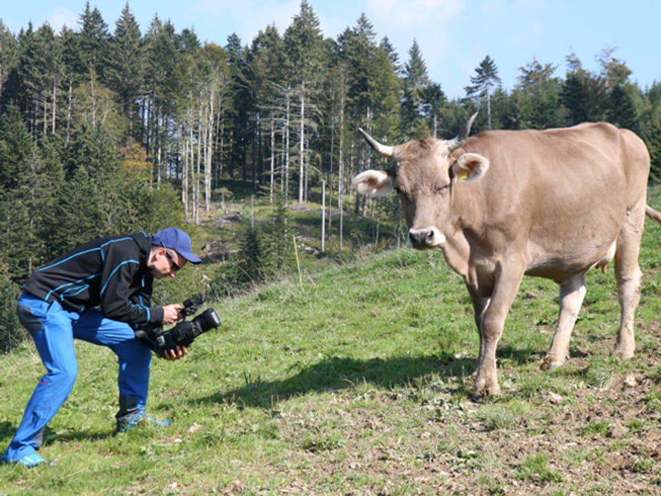 Für den Kameramann muss auch schon mal eine Kuh Modell stehen. 