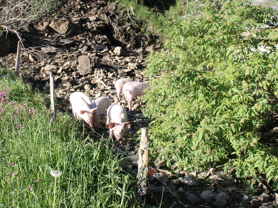 Eine Gruppe von Schweinen draussen neben der Alphütte.