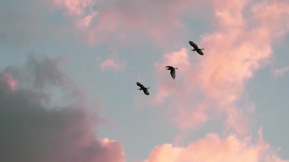 Vögel am Himmel vor rosa Wolken.