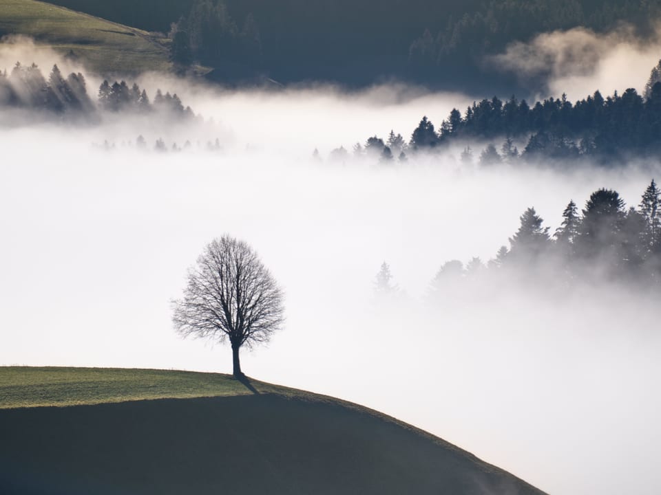 Hügellandschaft mit Nebelfeldern.