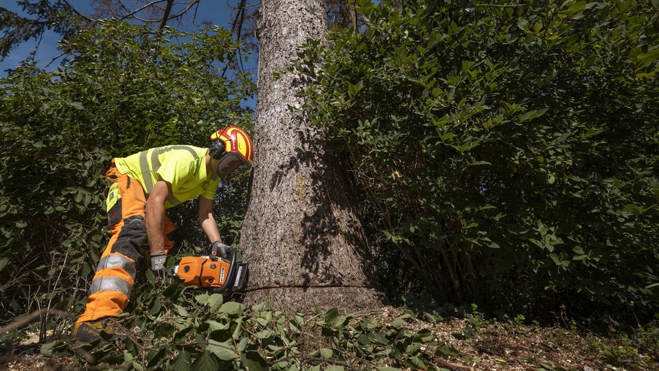 Forstarbeiter mit Helm und Motorsäge fällt einen Baum wegen Borkenkäfer-Befall