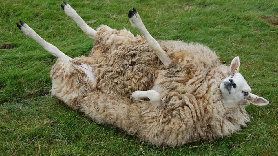 Schaf, auf Rücken liegend