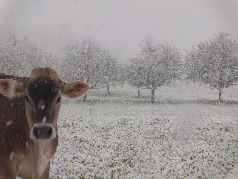 Kuh auf verschneiter Wiese im Schneegestöber.