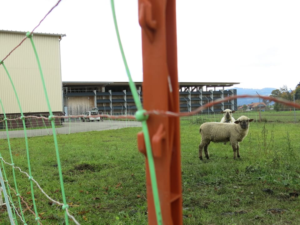 Schafe mähen das Gras vor dem Depot in Schwarzenburg.