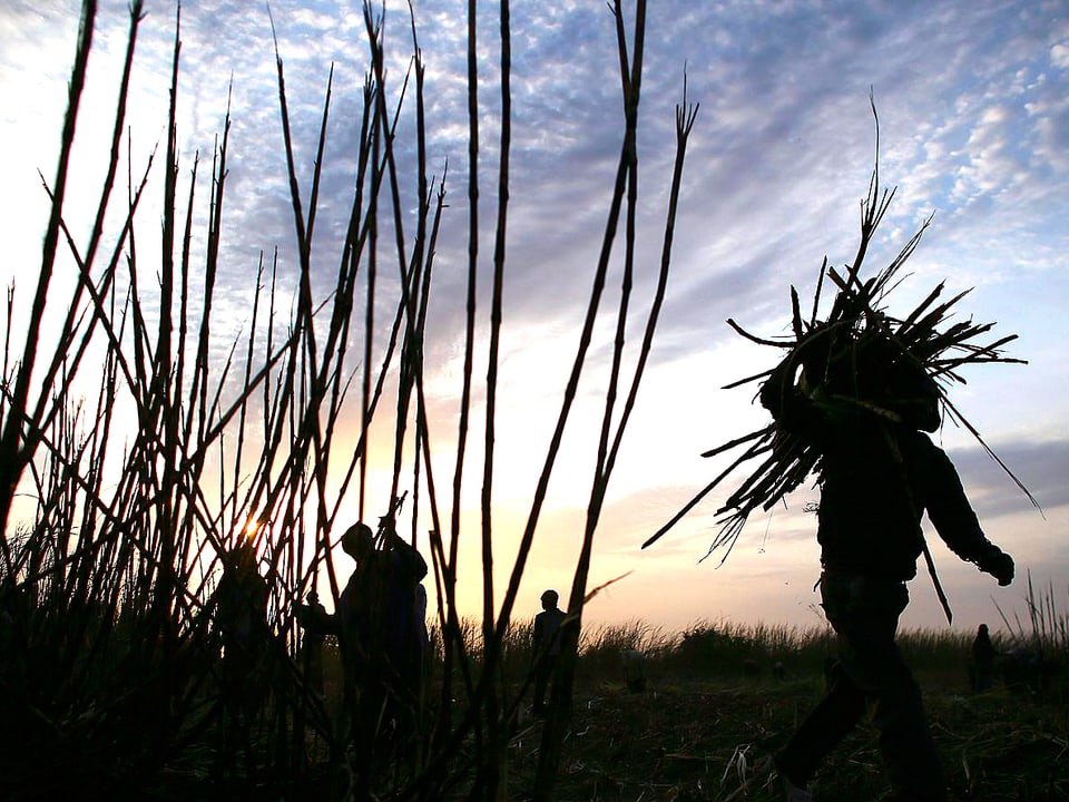 Zuckerrohrbauer trägt im Sonnenuntergang ein Bündel Zuckerrohr auf seiner Schulter.