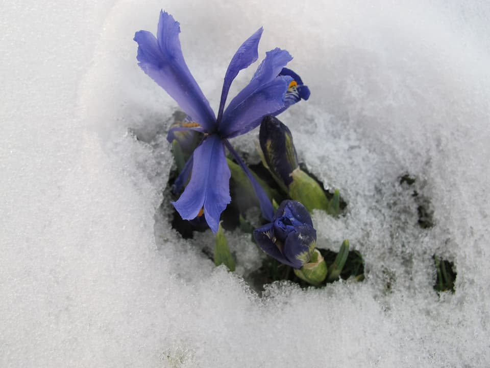 Blaue Blume schaut aus dem Schnee.