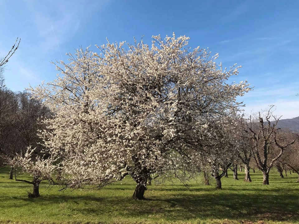 Kirschenbaum blüht