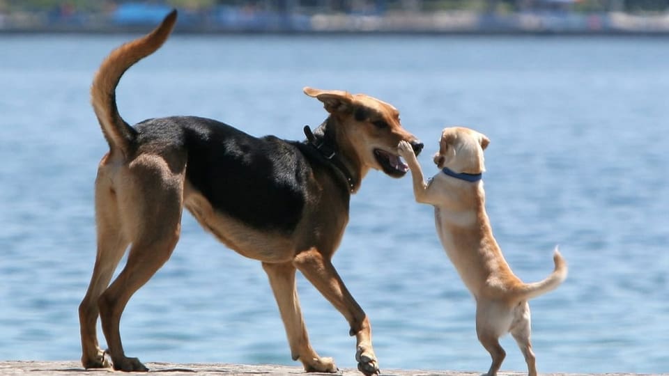 Zwei Hunde spielen, im Hintergrund ist ein See