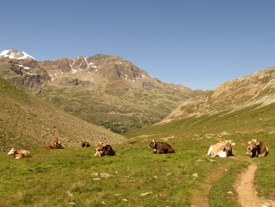 Kühe liegen auf einer schwach grünen Almwiese, im Hintergrund Berggipfel, der Himmel darüber ist blau.