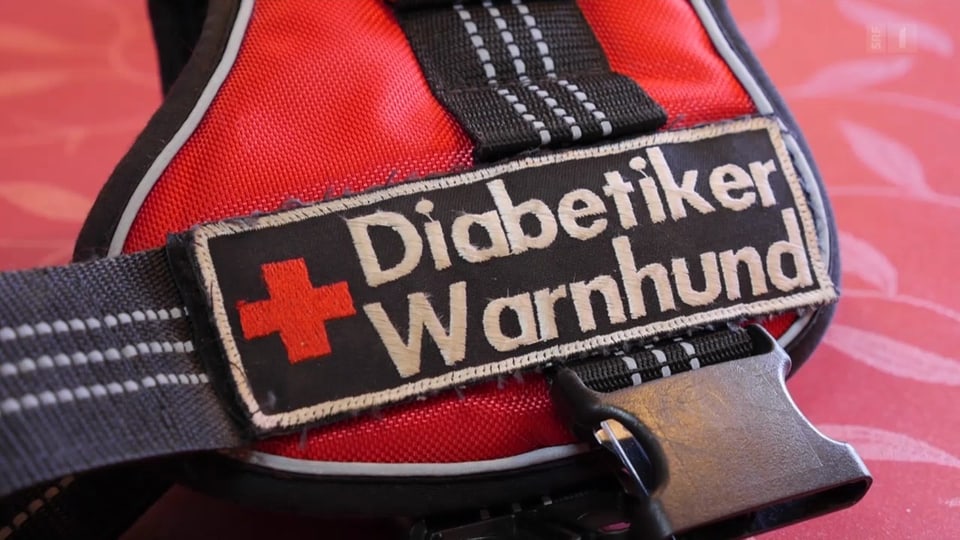 Alltag & Umwelt Eine feine Nase warnt vor Unterzuckerung Puls SRF