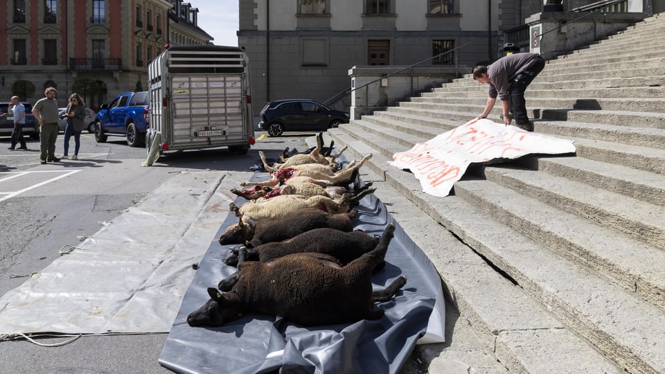 Die toten Schafe vor dem Regierungssitz in Lausanne. 