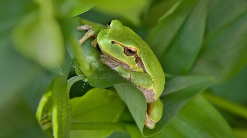 Auf dem Bild ist ein Europäischer Laubfrosch zu sehen. Er sitzt gut getarnt auf einer Pflanze.