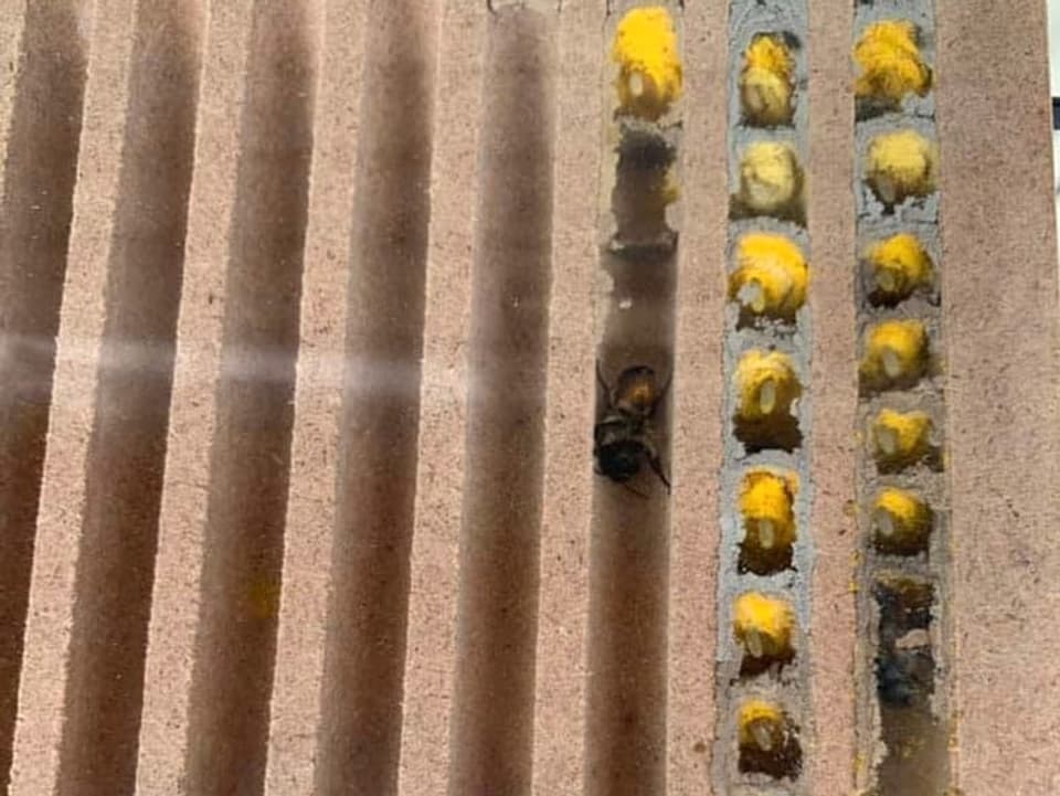 Schaukasten mit nistender Wildbiene