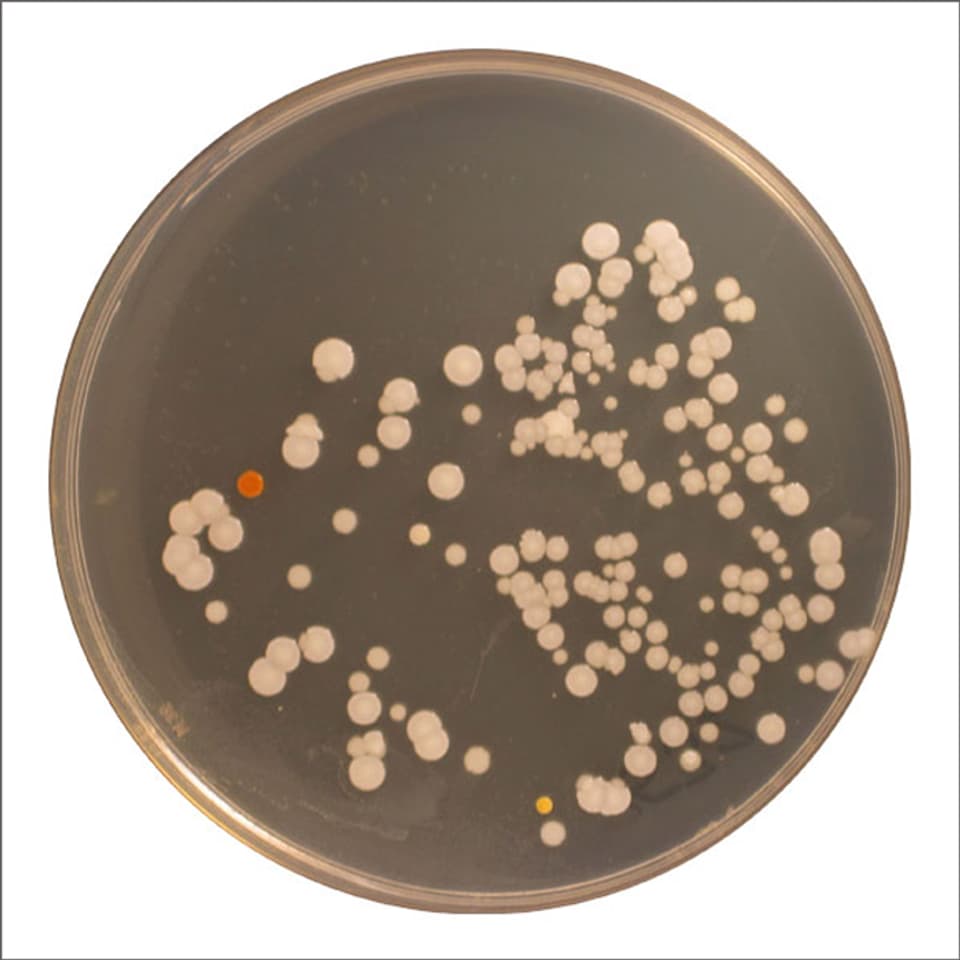 Mikrokekken-Bakterien in einer Petri-Schale.