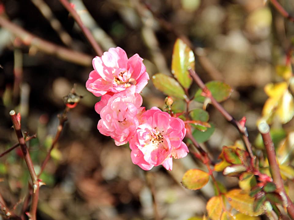 Kleine rosarote Rosenblüten.
