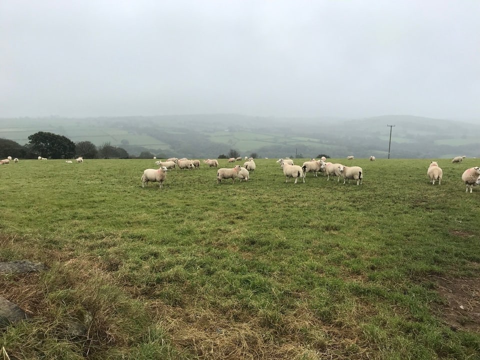 Ein Feld mit Schafen und Nebel im Hintergrund