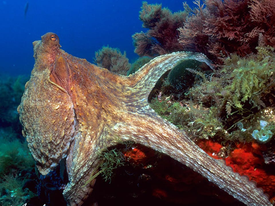Ein Octopus unter Wasser. 