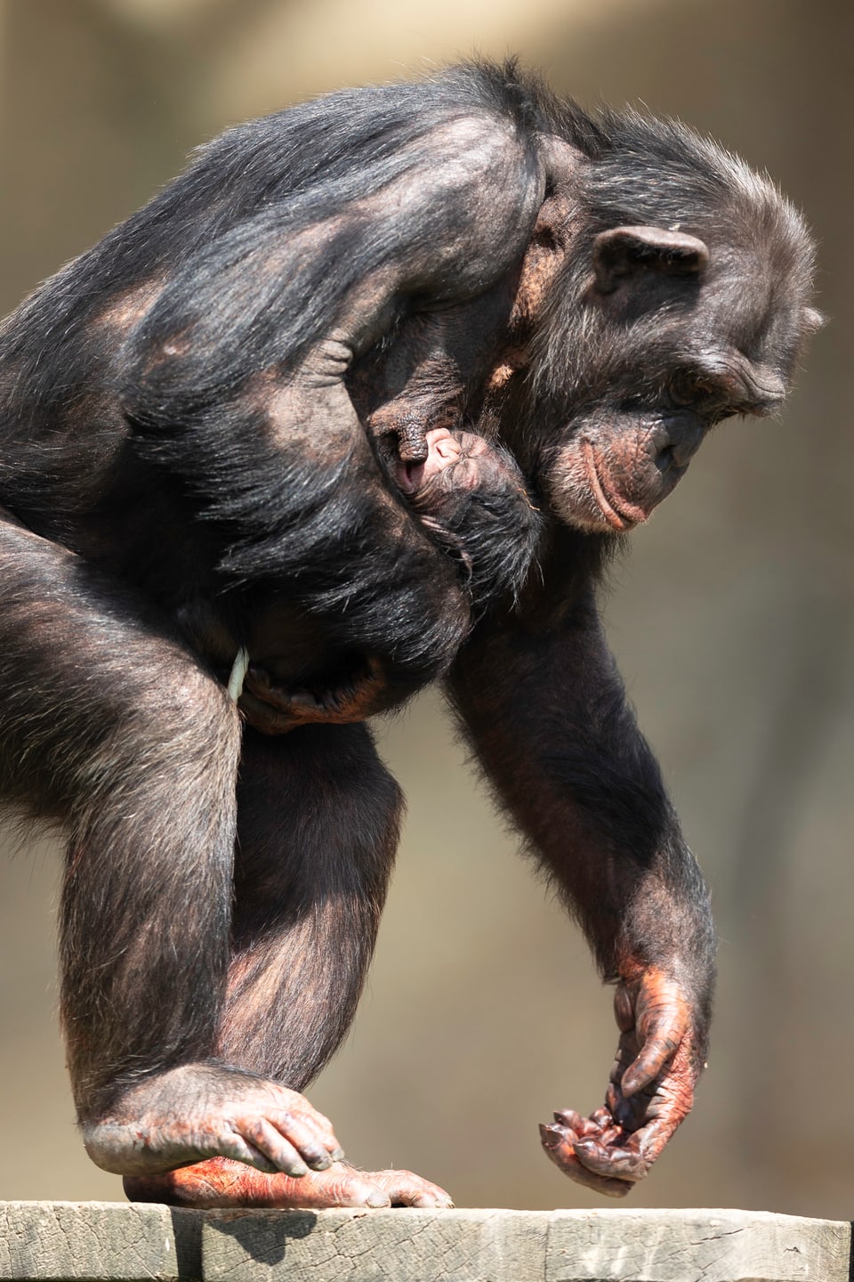 Schimpansen-Mama trägt Baby. 