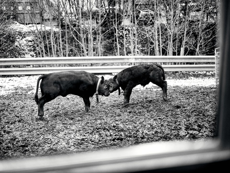 Schwarzweissbild zweier junger Kühe im Kampf