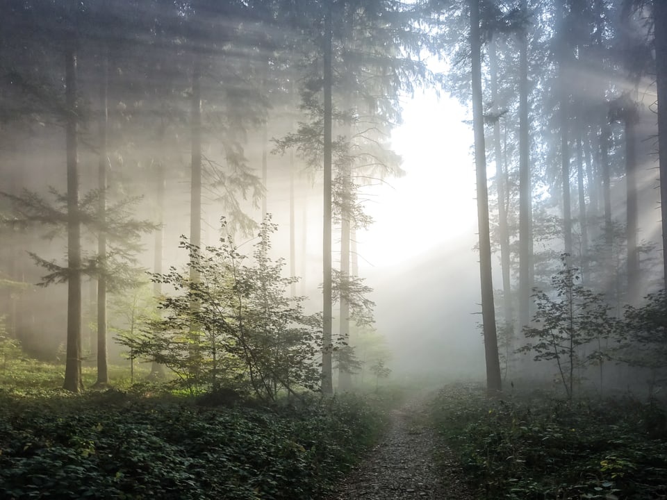 Sonnenlicht, das im Wald durch den Nebel dringt.