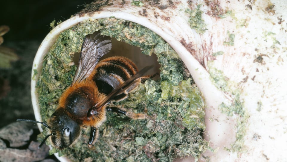 Biene und Bienennest im Schneckenhaus.