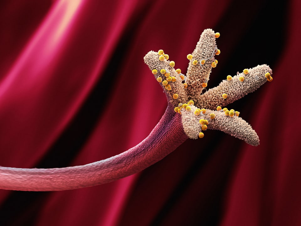 Grosser violletter Stempel mit gelben Pollen drauf