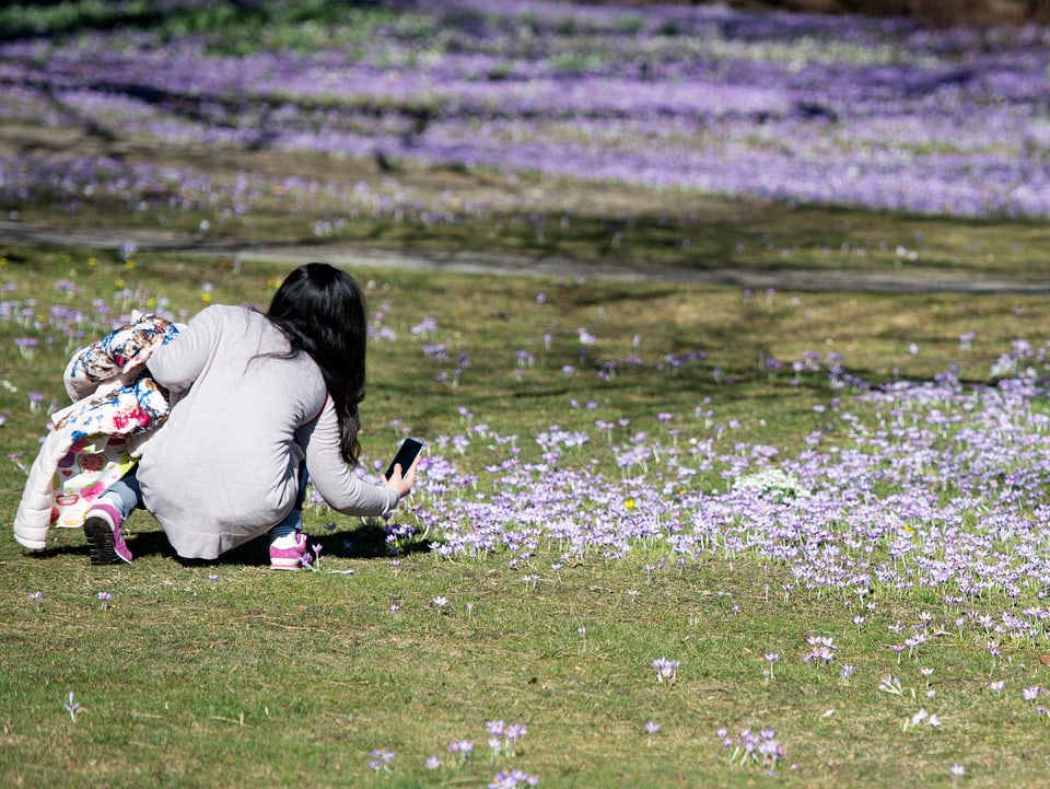 Ein Frau mit Handykamera hockt auf der Wiese und  fortografiert die blühenden Krokusse bei Thun.