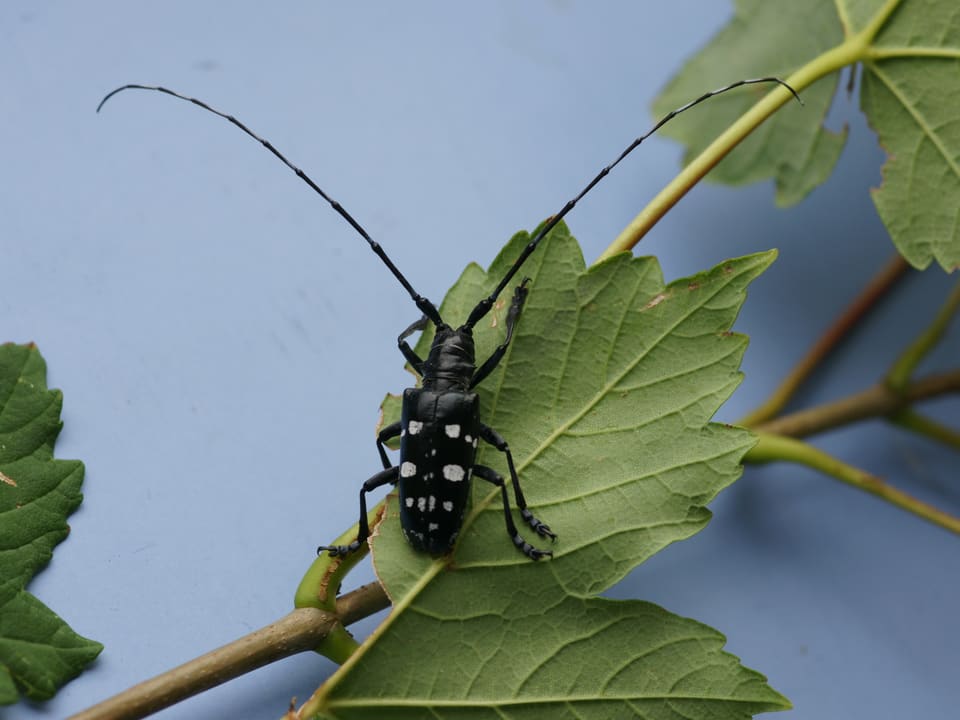 weiss gepunkteter schwarzer Käfer-