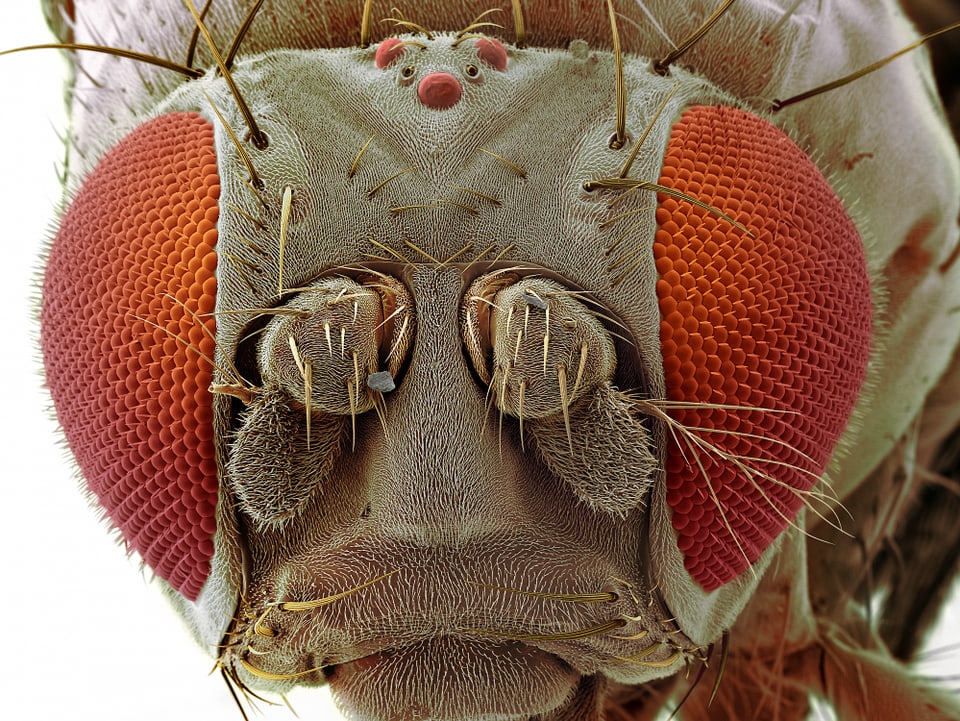 Kopf einer Fliege mit roten AUgen, die ganz facettenreich aufgebaut sind