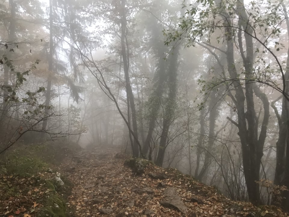Wald im Nebel.