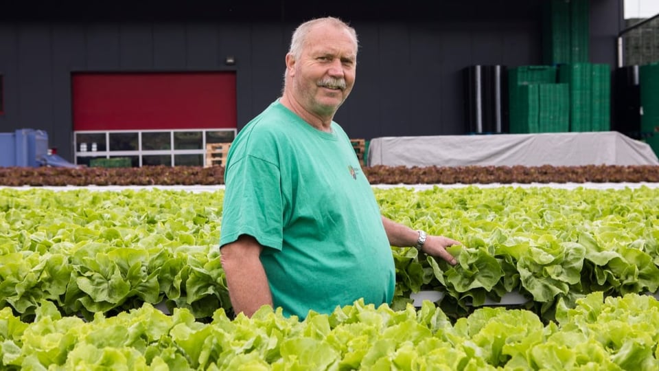 älterer Mann mit Schnauz und grünem T-Shirt steht zwischen (erhöhten) Salatköpfen.