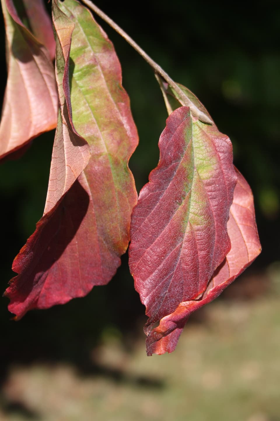 Auf Grund der grossen Trockenheit haben sich die Blätter teilweise schon für verfärbt.