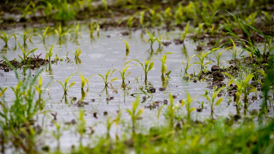 Eine Regenpfütze auf einem Feld.