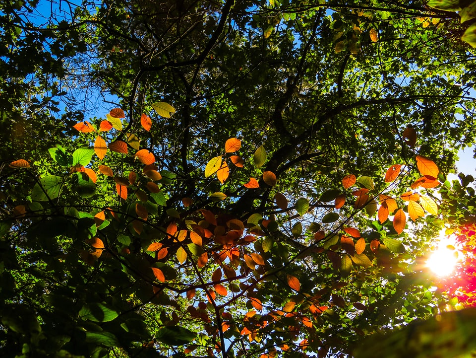 Blätter, durchscheinende Sonne