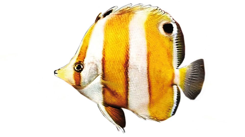 Auf dem Bild ist die Seitenansicht eines so genannten Japan-Roa-Falterfisches zu sehen. Er ist weiss-orange gestreift und trägt am hintere Teil seines Körpers einen schwarzen Punkt. 