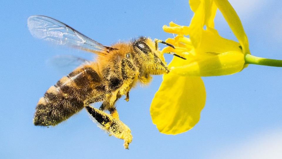 So profitieren die Bienen von der Smartphone-App