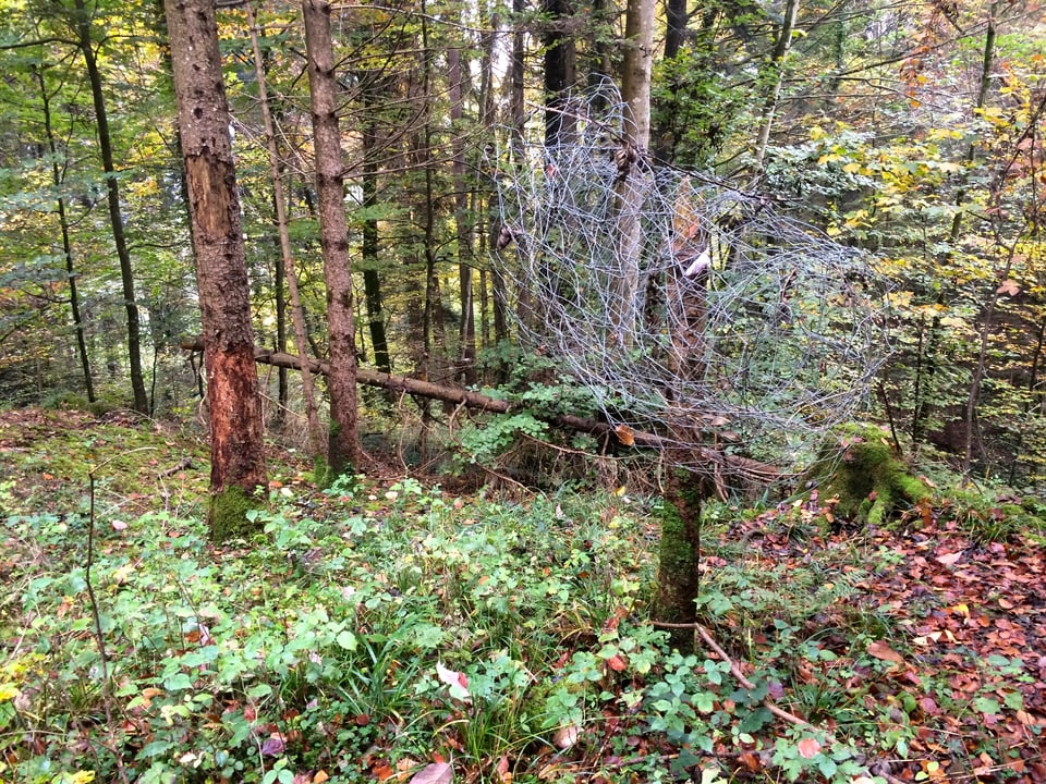 Stacheldraht wurde im Wald vergessen. 