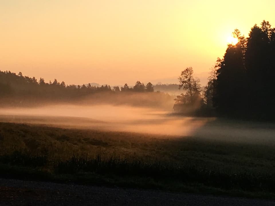 Morgennebel über einem Feld