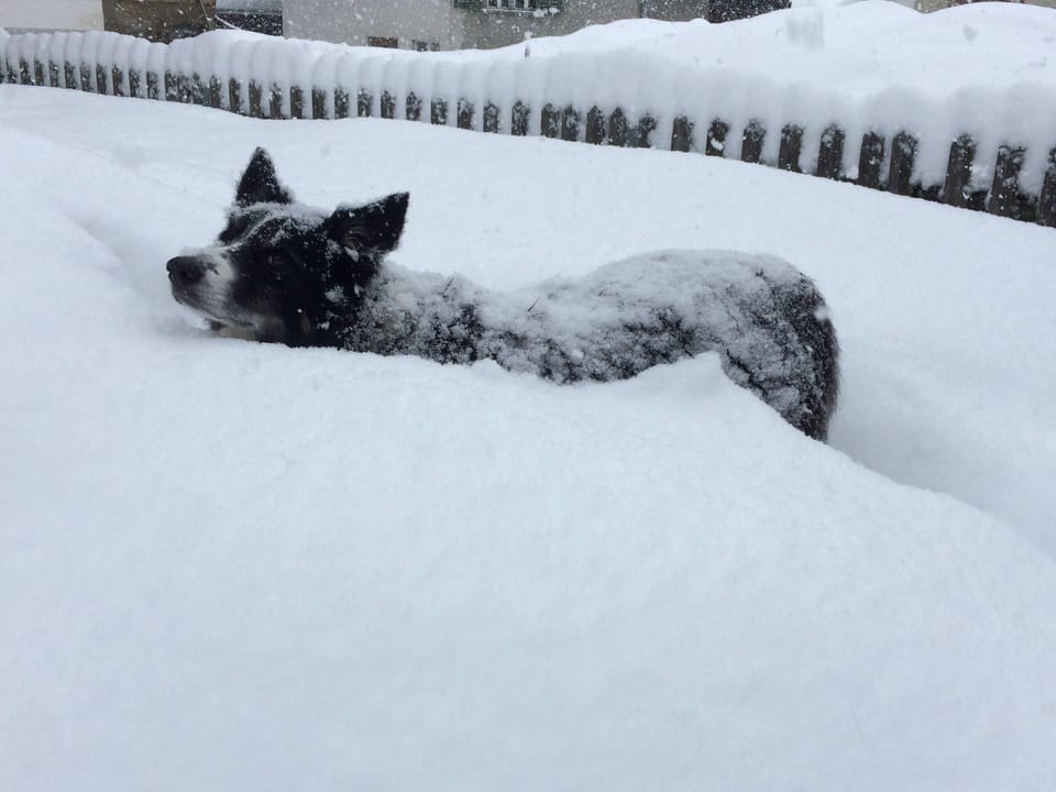 Hund, der im Schnee versinkt