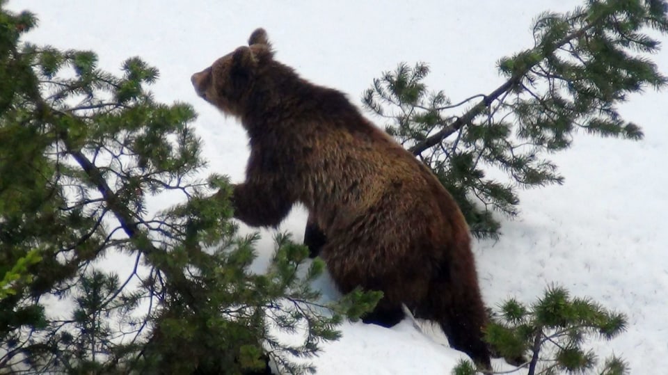 Brauner Bär auf weissem Schnee und dazwischen grüne Tannenäste.