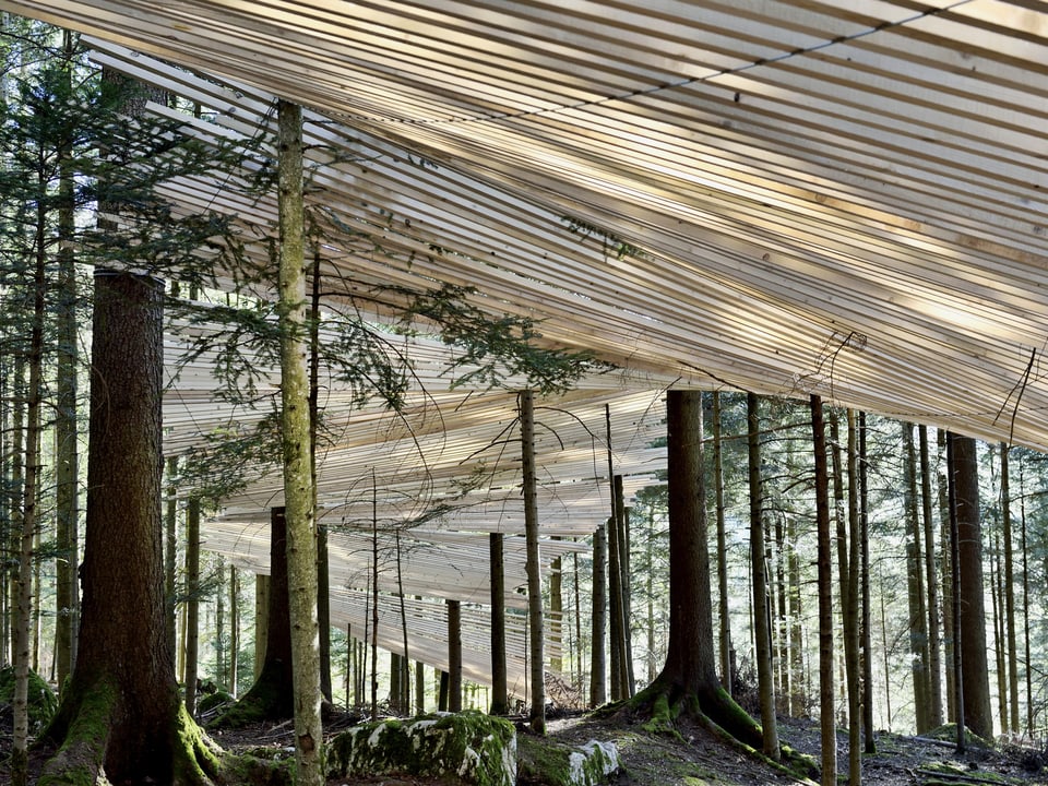 Holzlatten, wie ein schräges Dach hängend im Wald. 