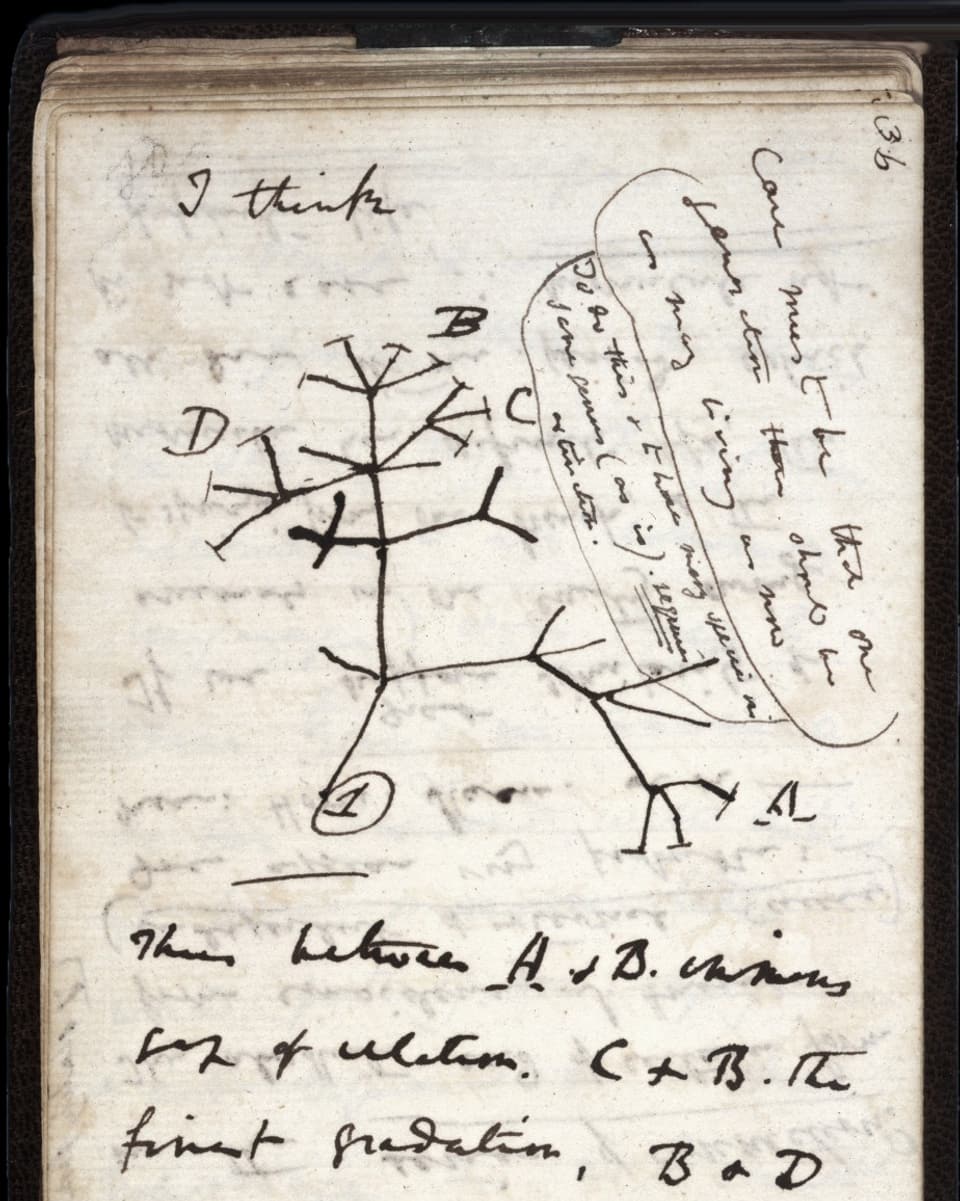 Eine Seite aus dem Notizbuch von Charles Darwin.